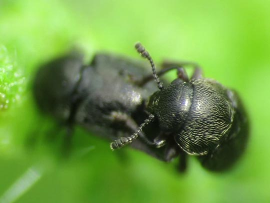Brachypterus glaber