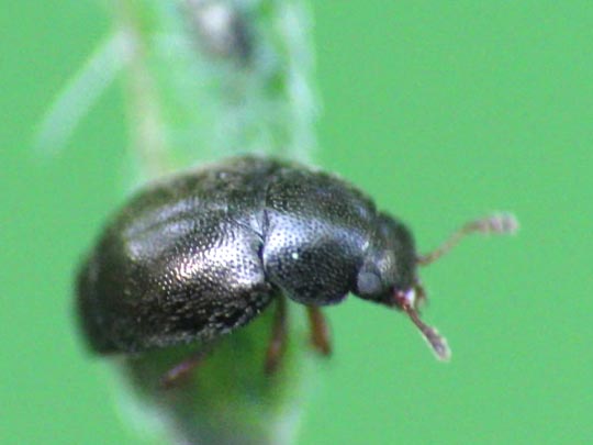 Brachypterus urticae