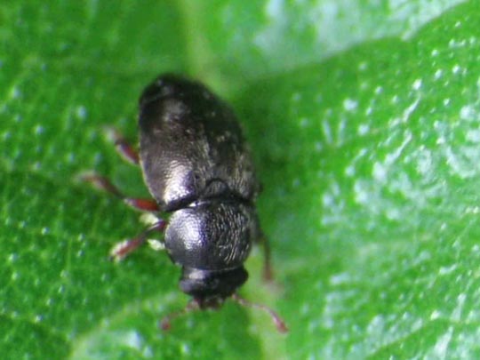 Brachypterus urticae