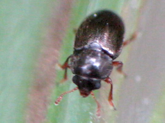 Kateretidae, Riedgrasglanzkäfer