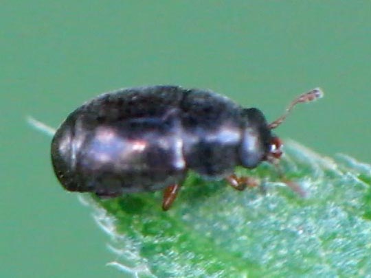 Kateretidae, Riedgrasglanzkäfer
