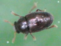 Kateretidae, Riedgrasglanzkäfer