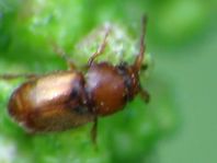 Kateretes pedicularius