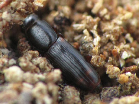Rhizophagus bipustulatus