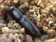 Rhizophagus bipustulatus