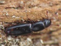 Rhizophagus bipustulatus