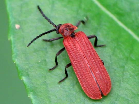 Scharlachroter Netzkäfer, Dictyoptera aurora