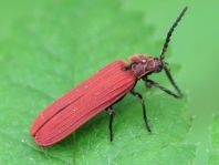 Scharlachroter Netzkäfer, Dictyoptera aurora