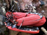 Scharlachroter Netzkäfer, Dictyoptera aurora