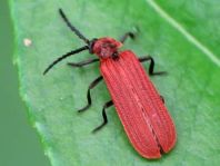 Scharlachroter Netzkäfer, Dictyoptera aurora