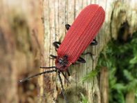 Scharlachroter Netzkäfer, Dictyoptera aurora
