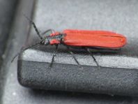 Rüssel-Rotdeckenkäfer, Lygistopterus sanguineus