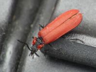 Rüssel-Rotdeckenkäfer, Lygistopterus sanguineus