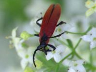 Rüssel-Rotdeckenkäfer, Lygistopterus sanguineus