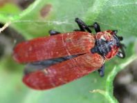 Rüssel-Rotdeckenkäfer, Lygistopterus sanguineus