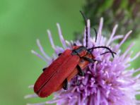 Rüssel-Rotdeckenkäfer, Lygistopterus sanguineus