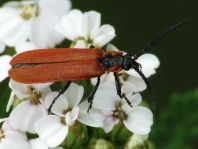 Rüssel-Rotdeckenkäfer, Lygistopterus sanguineus