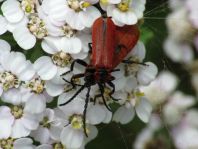 Rüssel-Rotdeckenkäfer, Lygistopterus sanguineus