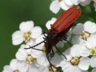 Rüssel-Rotdeckenkäfer, Lygistopterus sanguineus