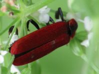 Rüssel-Rotdeckenkäfer, Lygistopterus sanguineus
