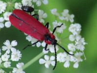 Rüssel-Rotdeckenkäfer, Lygistopterus sanguineus