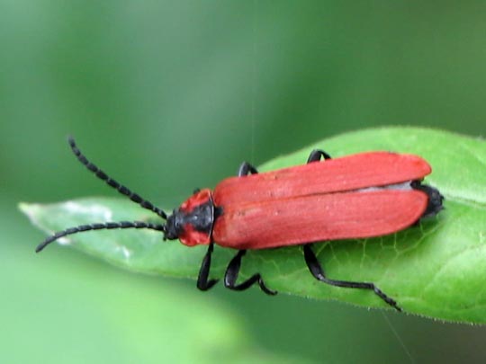 Rüssel-Rotdeckenkäfer, Lygistopterus sanguineus