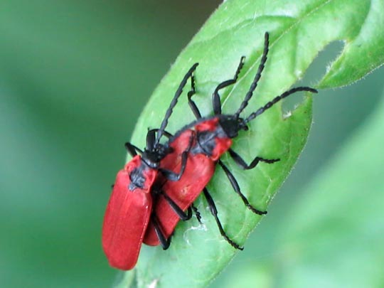 Rüssel-Rotdeckenkäfer, Lygistopterus sanguineus