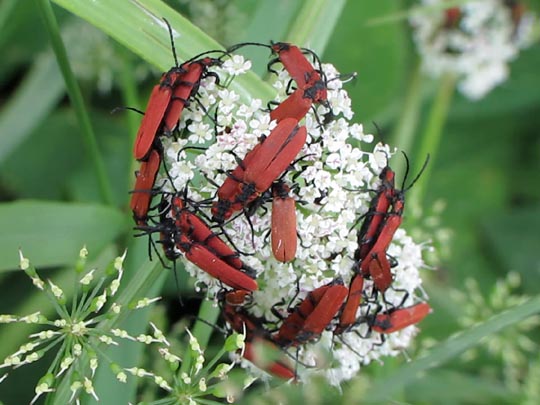 Rüssel-Rotdeckenkäfer, Lygistopterus sanguineus