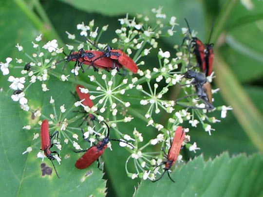 Rüssel-Rotdeckenkäfer, Lygistopterus sanguineus