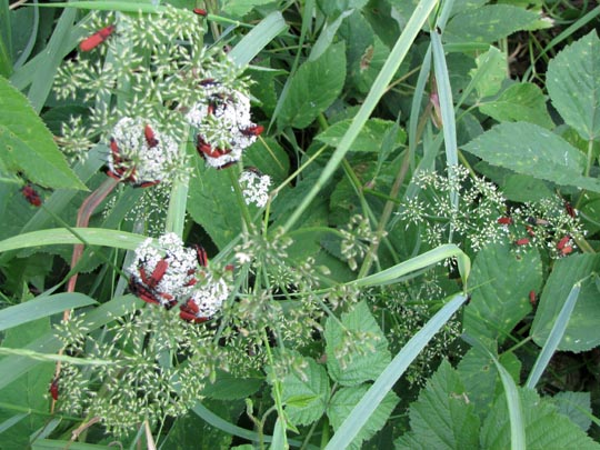 Rüssel-Rotdeckenkäfer, Lygistopterus sanguineus