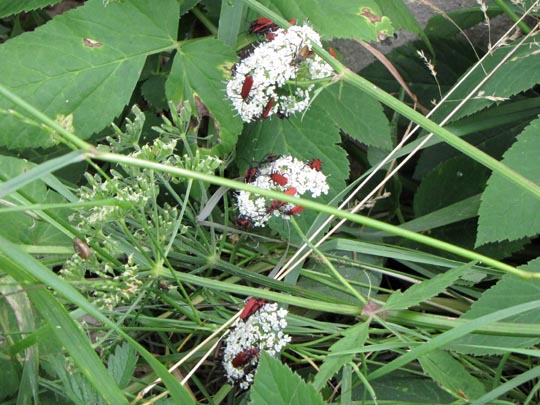 Rüssel-Rotdeckenkäfer, Lygistopterus sanguineus