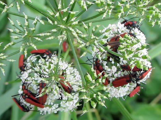 Rüssel-Rotdeckenkäfer, Lygistopterus sanguineus