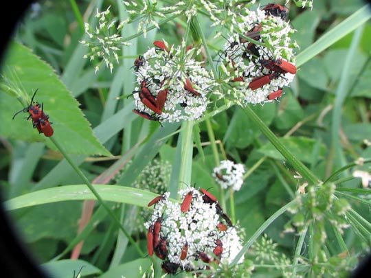 Rüssel-Rotdeckenkäfer, Lygistopterus sanguineus