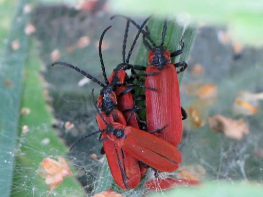 Rüssel-Rotdeckenkäfer, Lygistopterus sanguineus