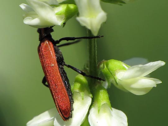 Rüssel-Rotdeckenkäfer, Lygistopterus sanguineus