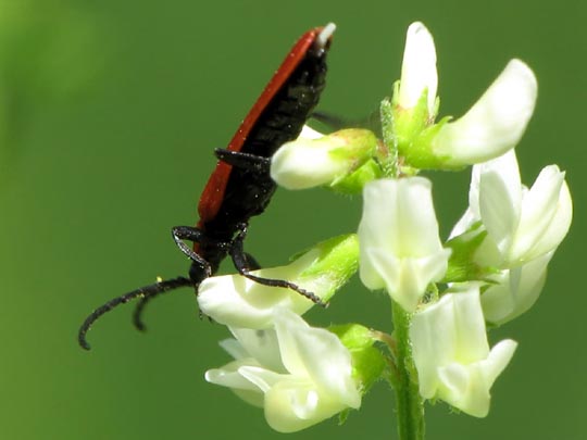 Rüssel-Rotdeckenkäfer, Lygistopterus sanguineus