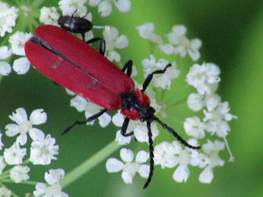 Rüssel-Rotdeckenkäfer, Lygistopterus sanguineus