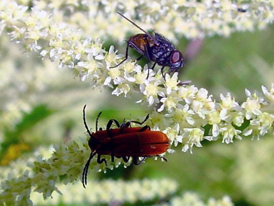 Rüssel-Rotdeckenkäfer, Lygistopterus sanguineus