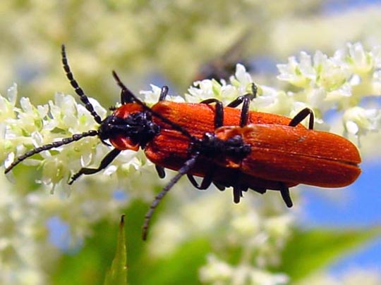 Rüssel-Rotdeckenkäfer, Lygistopterus sanguineus