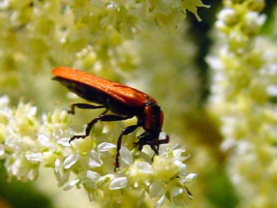 Rüssel-Rotdeckenkäfer, Lygistopterus sanguineus