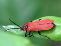Rüssel-Rotdeckenkäfer, Lygistopterus sanguineus