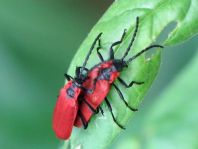 Rüssel-Rotdeckenkäfer, Lygistopterus sanguineus