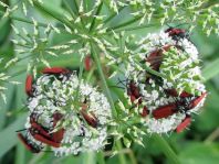 Rüssel-Rotdeckenkäfer, Lygistopterus sanguineus