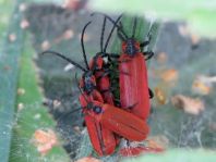 Rüssel-Rotdeckenkäfer, Lygistopterus sanguineus