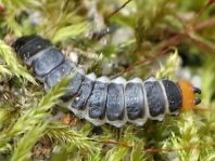 Rüssel-Rotdeckenkäfer, Lygistopterus sanguineus, Larve