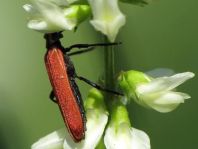 Rüssel-Rotdeckenkäfer, Lygistopterus sanguineus