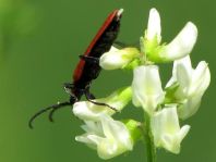 Rüssel-Rotdeckenkäfer, Lygistopterus sanguineus