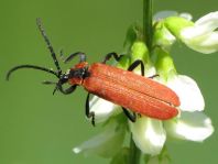 Rüssel-Rotdeckenkäfer, Lygistopterus sanguineus