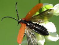 Rüssel-Rotdeckenkäfer, Lygistopterus sanguineus