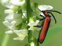 Rüssel-Rotdeckenkäfer, Lygistopterus sanguineus